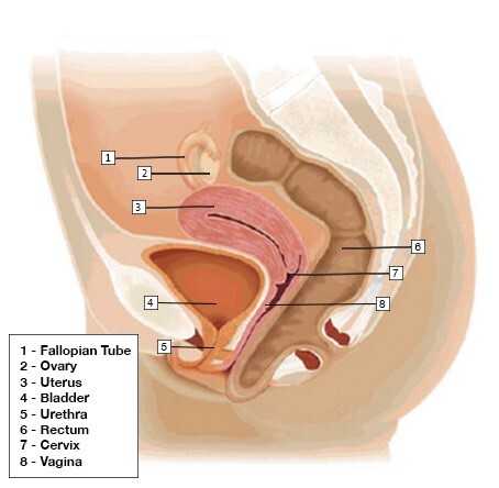 Γεννητικά όργανα (πρόπτωση μήτρας)